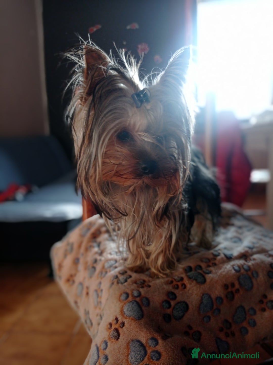 Yorkshire cani per accoppiamento: Cerco compagna  - Annuncio 9