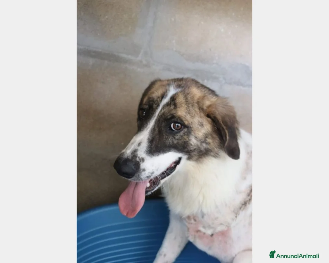 Meticcio cani in regalo: TRIPODE 4anni vittima della cattiveria PUGLIA a Milano - Annuncio 2