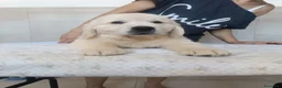 Golden Retriever cani in vendita: Cuccioli di Golden Retriever  - Annuncio 2