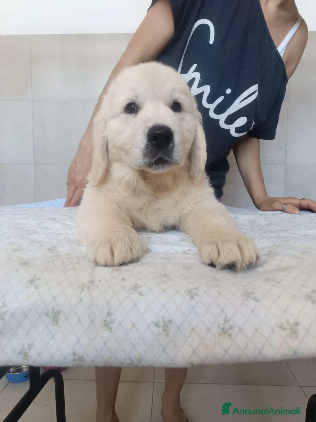 Golden Retriever cani in vendita: Cuccioli di Golden Retriever  - Annuncio 2