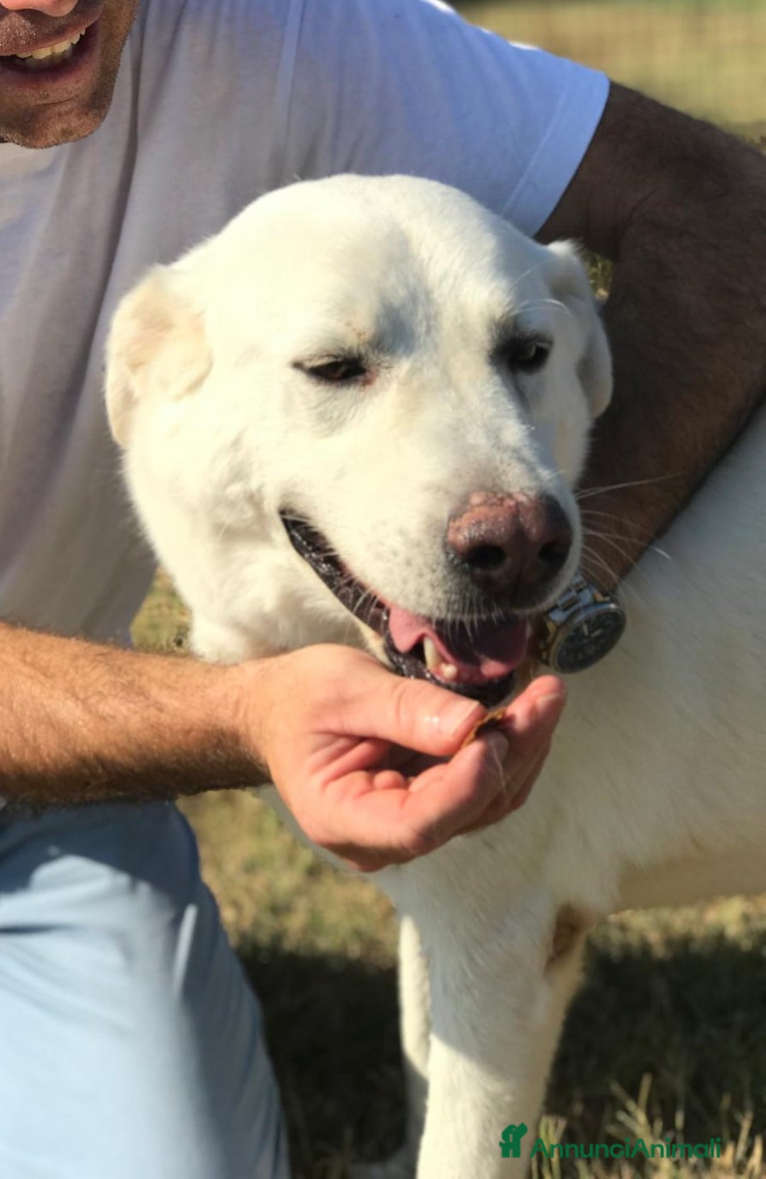 Meticcio cani in regalo: Commodo il cane giusto per la pet therapy a Provincia di Latina - Annuncio 2