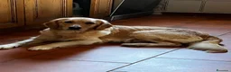 Golden Retriever cani in vendita: Golden Retriever a Provincia di Savona - Annuncio 2