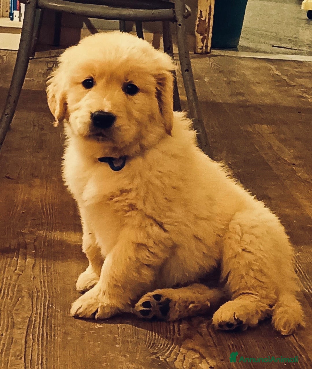 Golden Retriever cani in vendita: Cuccioli Golden Retriever - Annuncio 4