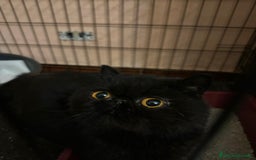 Exotic Shorthair gatti in vendita: Si accettano prenotazioni per esotica calico a Provincia di Pisa - Immagine 2