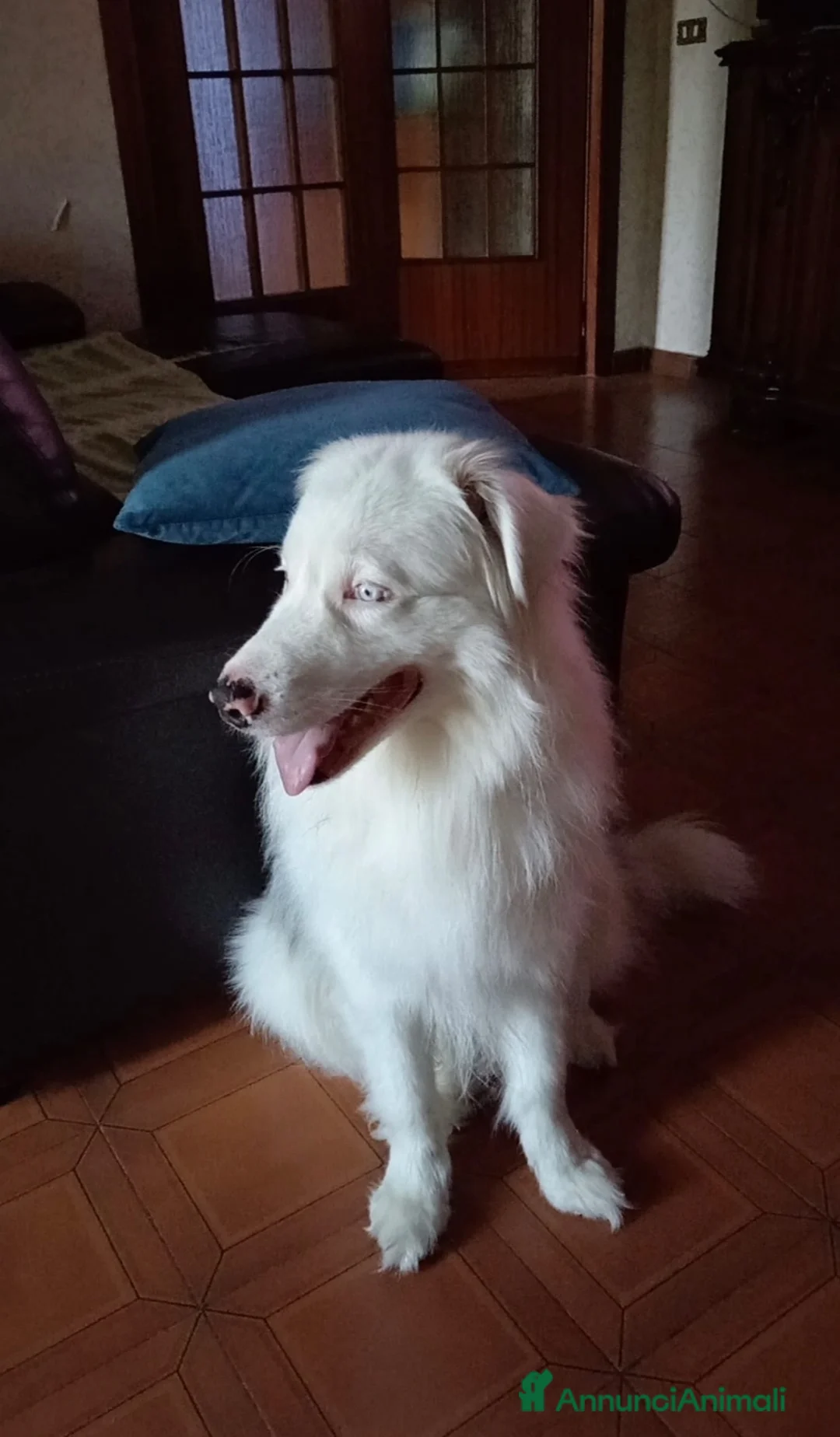 Border Collie cani in regalo: Jack favoloso mix border collie albino - Annuncio 2