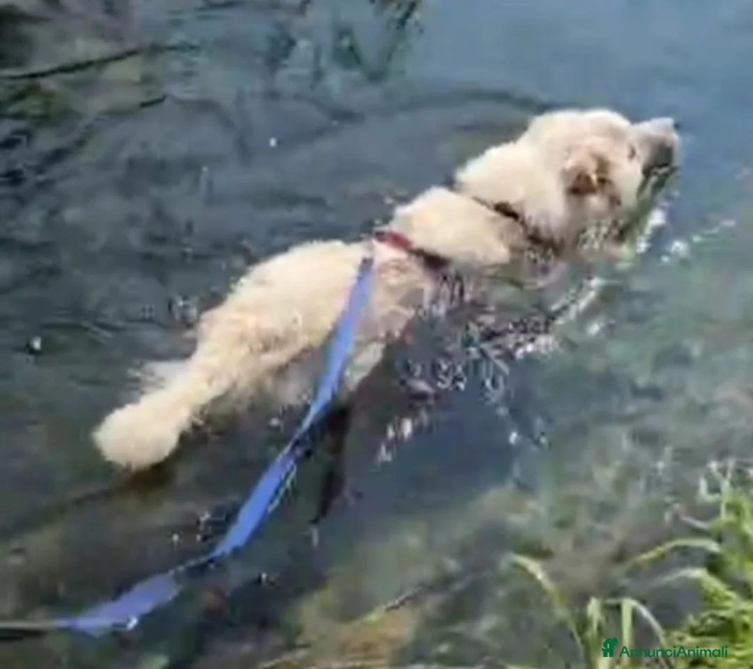 Meticcio cani in regalo: Simil volpino extralarge 4anni da 2in canileNOVARA - Annuncio 3