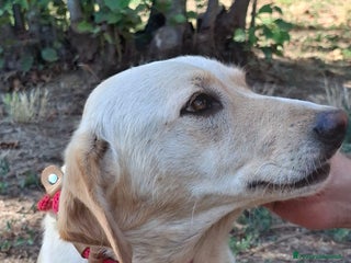 Meticcio cani RAMONA STA CERCANDO UNA CASA E TANTO AMORE - Annuncio 4