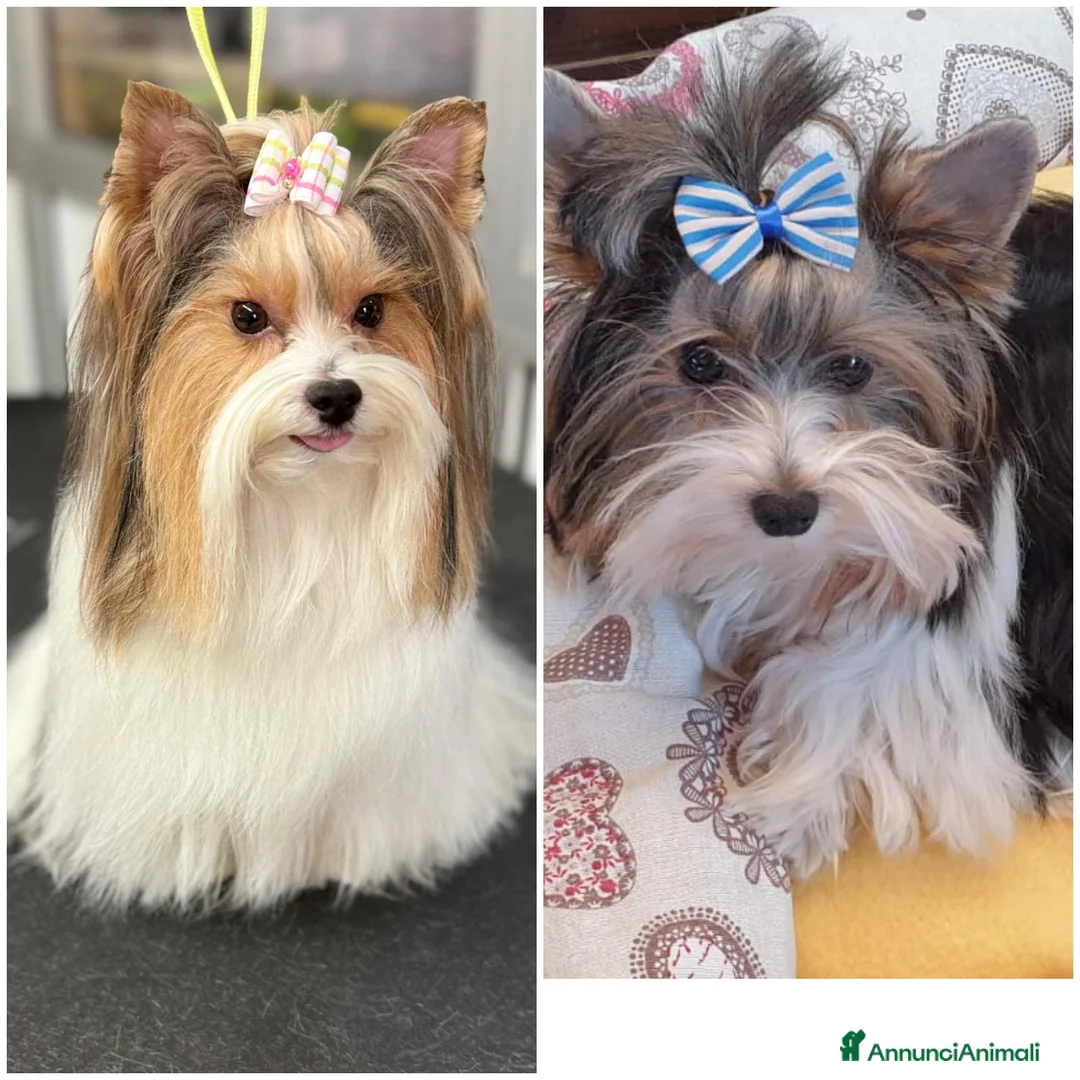 Biewer Terrier cani in vendita: DiTreColori-Yorkshire Ma Biewer Yorkshire Terrier  - Annuncio 6