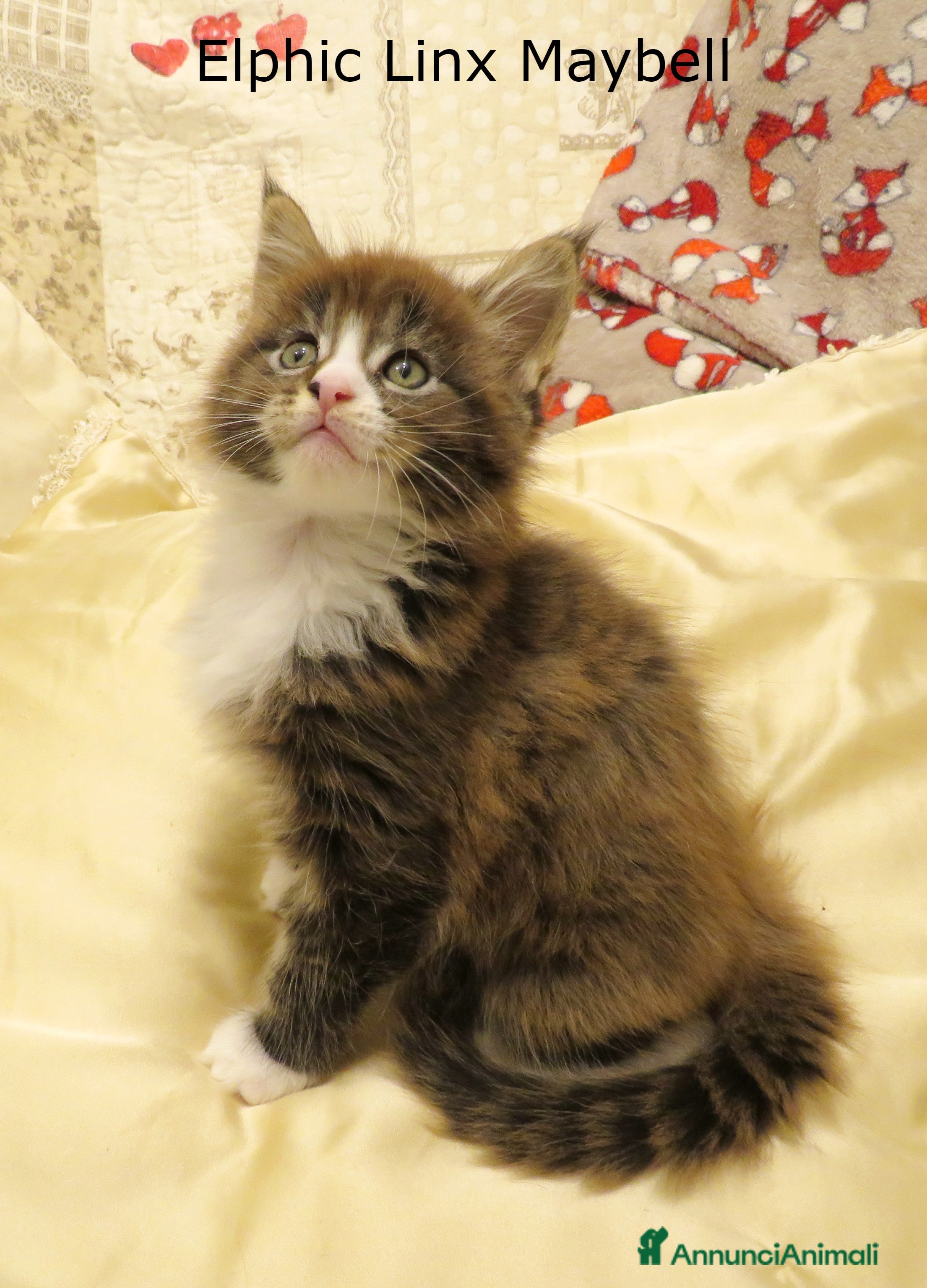 Maine Coon gatti Fantastici cuccioli di Maine Coon disponibili - Annuncio 2