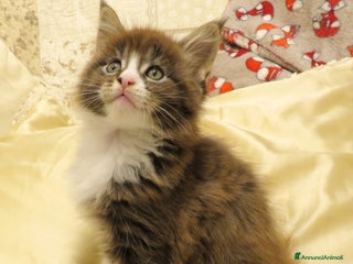 Maine Coon gatti Fantastici cuccioli di Maine Coon disponibili - Annuncio 4