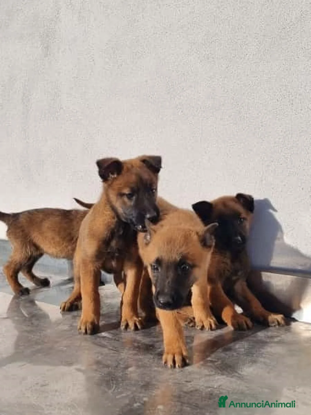 Pastore Belga cani in vendita: Cuccioli Pastore Belga Malinois Allevamento Lecce - Annuncio 6