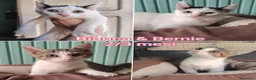 Altre razze gatti in regalo: GATTINI IN CERCA D'AMORE  a Città Metropolitana di Bologna - Annuncio 3