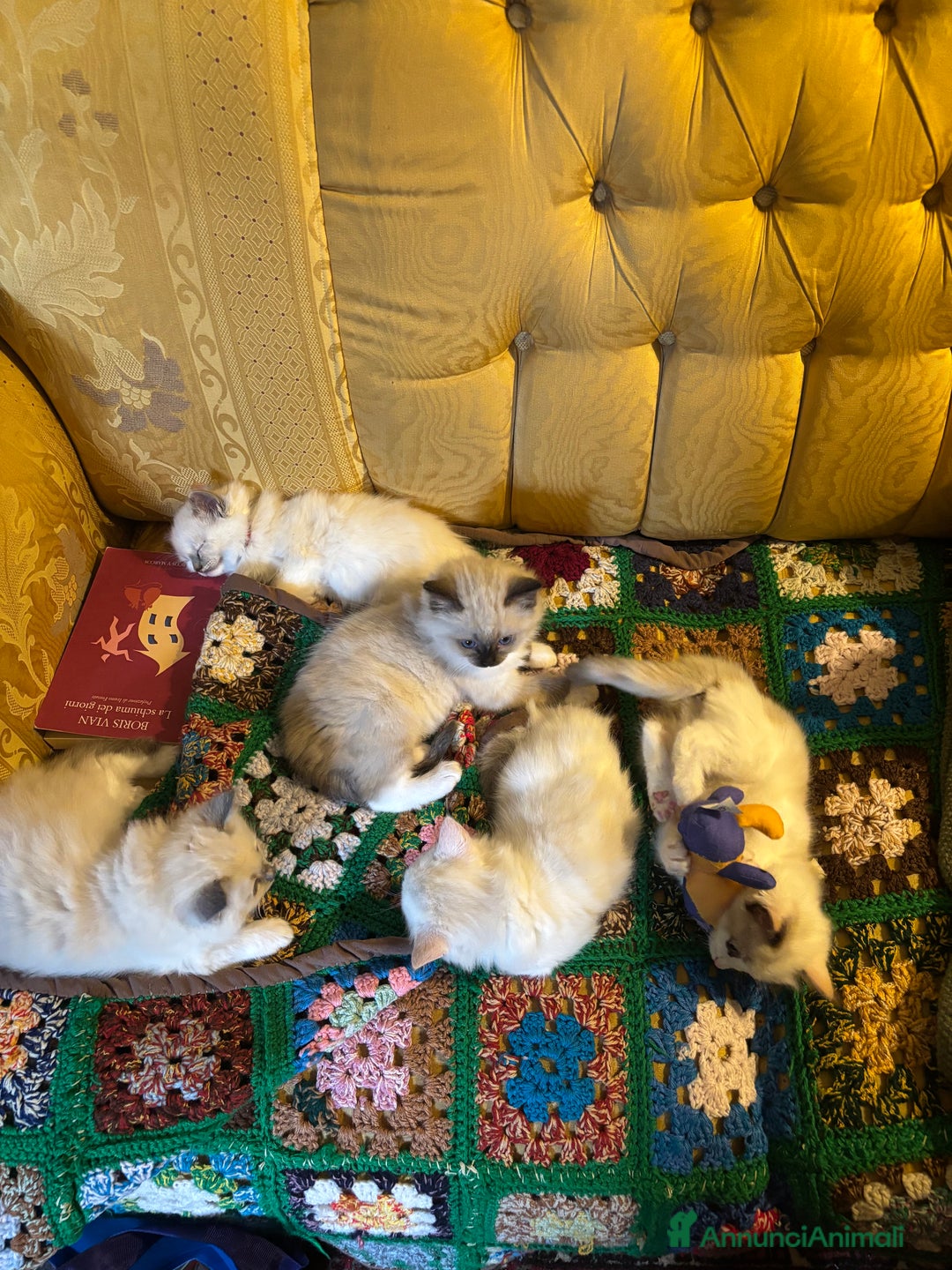 Ragdoll gatti in vendita: Splendidi gattini Ragdoll con pedigree  - Annuncio 12