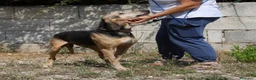 Meticcio cani in regalo: Pippo in adozione - Annuncio 4