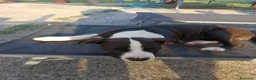 Pitbull cani in vendita: Cuccioli di American Pitbull a Provincia di Vicenza - Annuncio 4