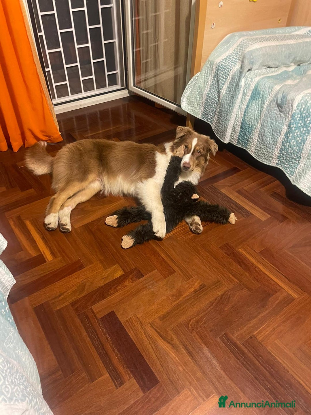 Australian Shepherd cani per accoppiamento: Pastore australiano  - Annuncio 5