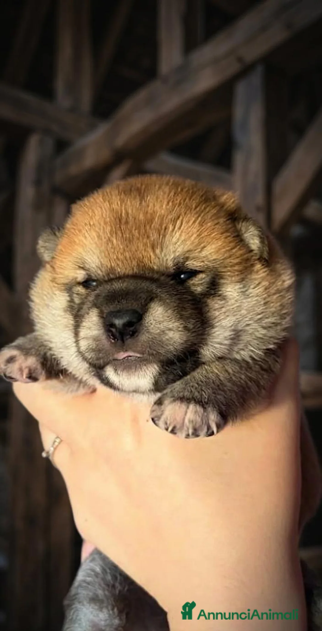Shiba Inu cani in vendita: Cuccioli di shiba inu - 3 femminucce - - Annuncio 28