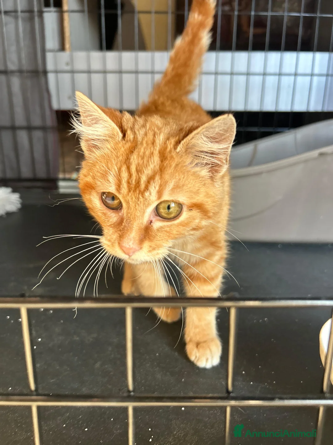 Europeo gatti in regalo: STRILLO CERCA CASA ❤️ - Annuncio 6