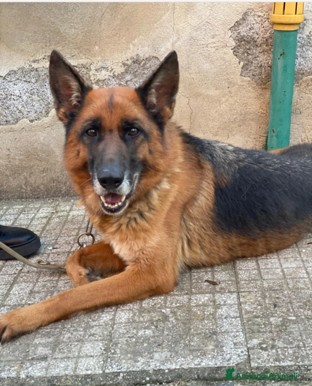 Pastore Tedesco cani in regalo: Pastore Ted. femmina 5anni e 1/2 rimasta sola SUD - Annuncio 6
