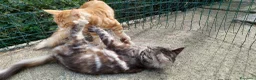 Maine Coon gatti in vendita: Maine coon cucciole Tortie,Red, White - Annuncio 2