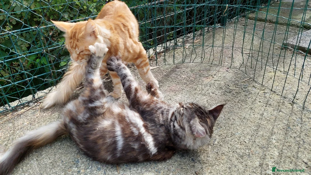 Maine Coon gatti in vendita: Maine coon cucciole Tortie,Red, White - Annuncio 2