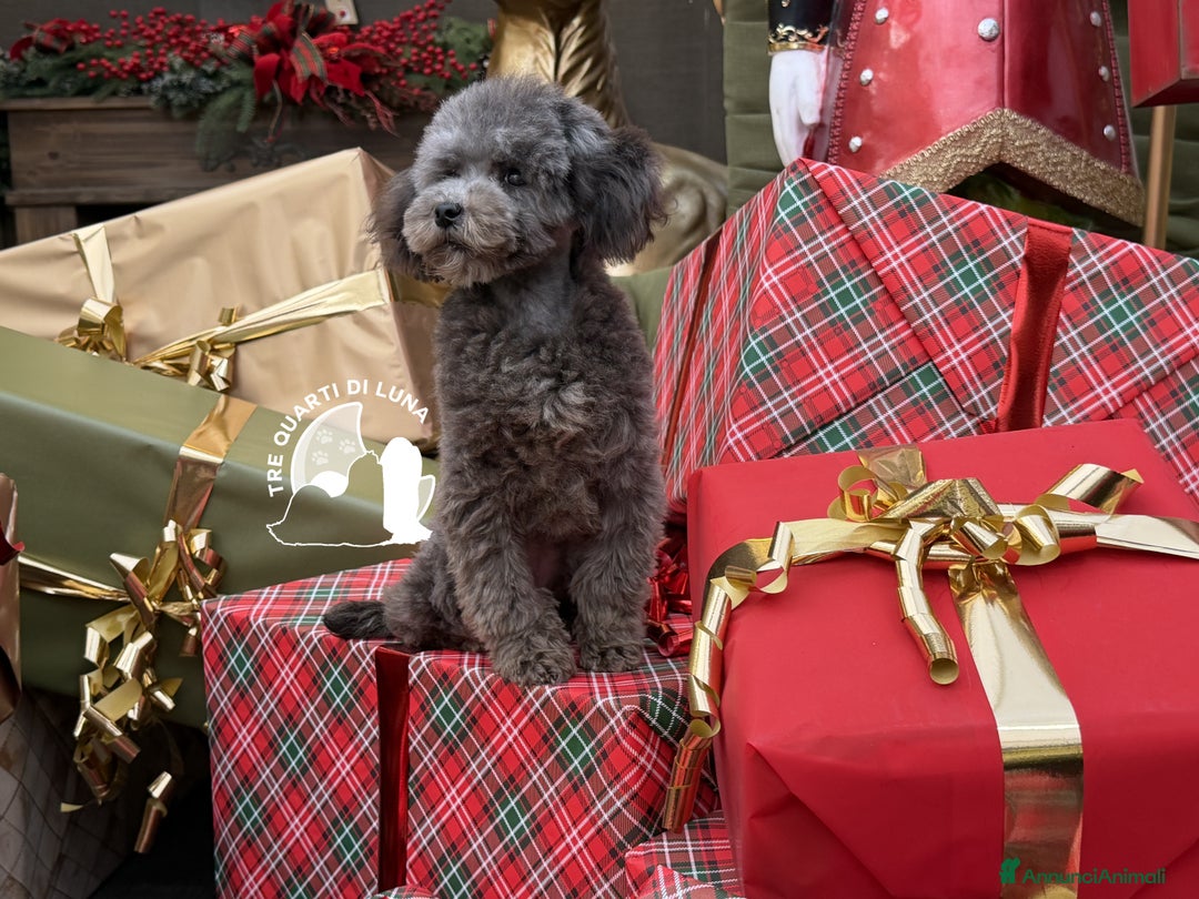 Barboncino Toy cani in vendita: Barboncino TREQUARTIDILUNA  - Annuncio 4