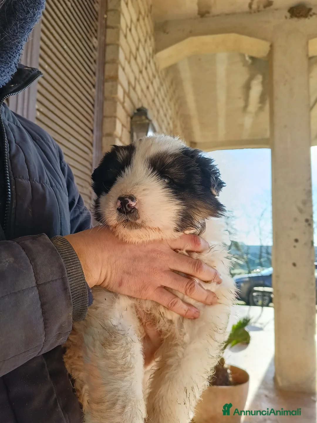 Meticcio cani in vendita: CUCCIOLO METICCIO - Annuncio 8
