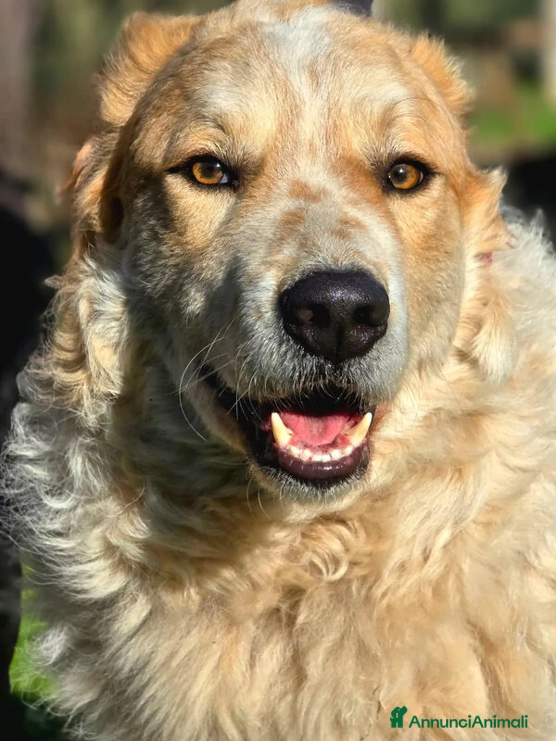 Meticcio cani in regalo: QUINCY HA BISOGNO DI UNA SVOLTA ALLA SUA VITA - Annuncio 2