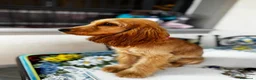 Cocker cani in vendita: Cucciola di cocker spaniel inglese a Città metropolitana di Milano - Annuncio 5