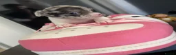 Chihuahua cani in vendita: Chihuahua cuccioli - Annuncio 3