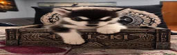 Alaskan Malamute cani in vendita: CUCCIOLI DI ALASKAN MALAMUTE ROMA - Annuncio 13