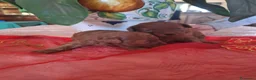 Barboncino Toy cani in vendita: Maschi toy red - Annuncio 2