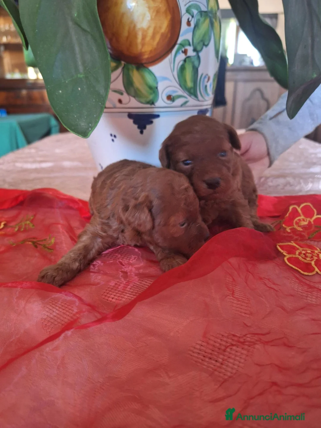 Barboncino Toy cani in vendita: Maschi toy red - Annuncio 2