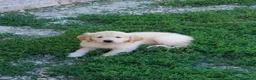 Golden Retriever cani in vendita: Golden Retriever linea Inglese a Provincia di Pavia - Annuncio 5