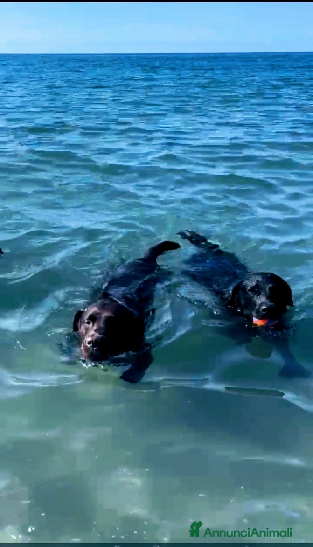 Labrador cani in vendita: Labrador  a Città metropolitana di Roma Capitale - Immagine 5