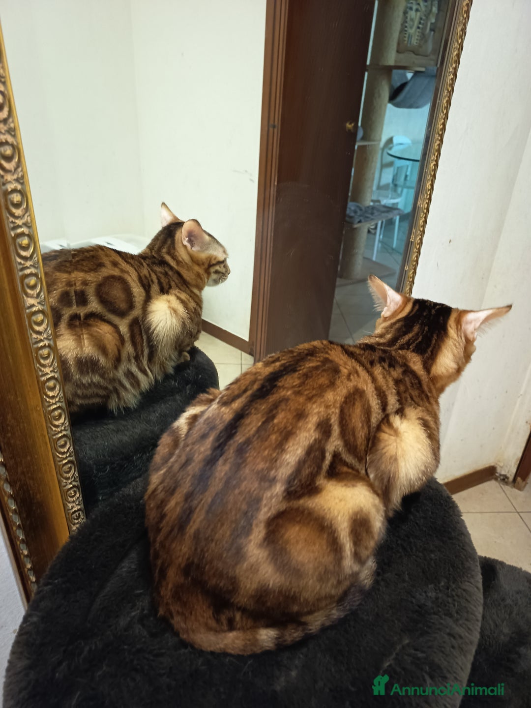 Bengala gatti in vendita: feminuccia Bengala  - Annuncio 6