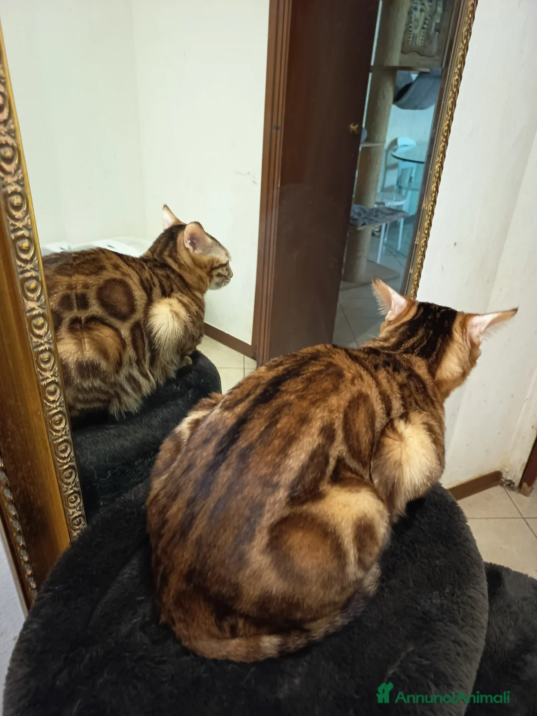 Bengala gatti in vendita: feminuccia Bengala  - Annuncio 6