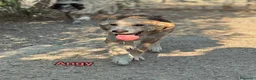 Meticcio cani in regalo: Angy Alex Arcibaldo Antony Asterix e Ambrogio - Annuncio 3