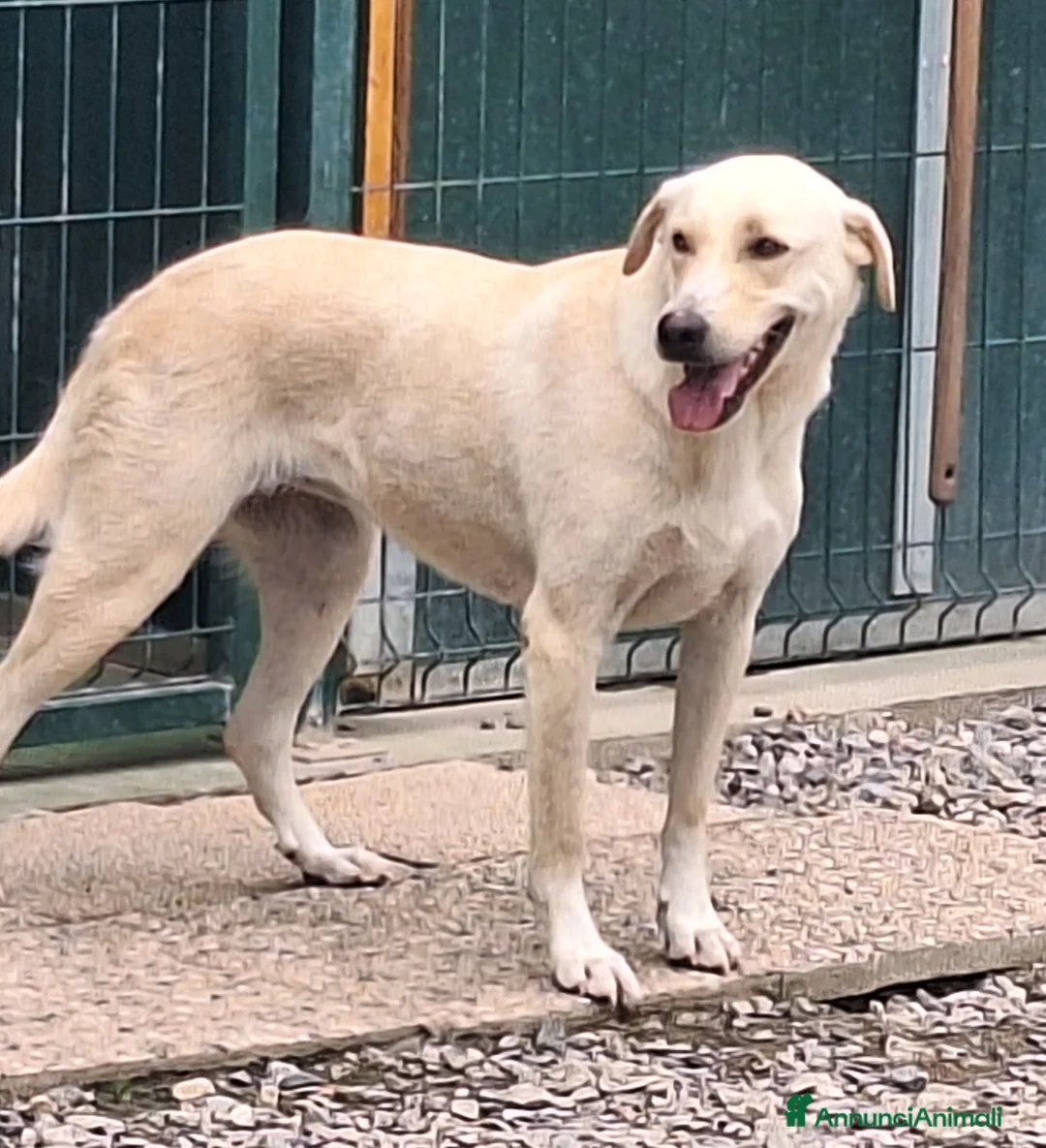 Labrador cani in regalo: Diana un cane dolcissimo in cerca di casa - Annuncio 6