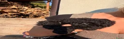 Barboncino cani in vendita: Barboncino nano - Annuncio 9