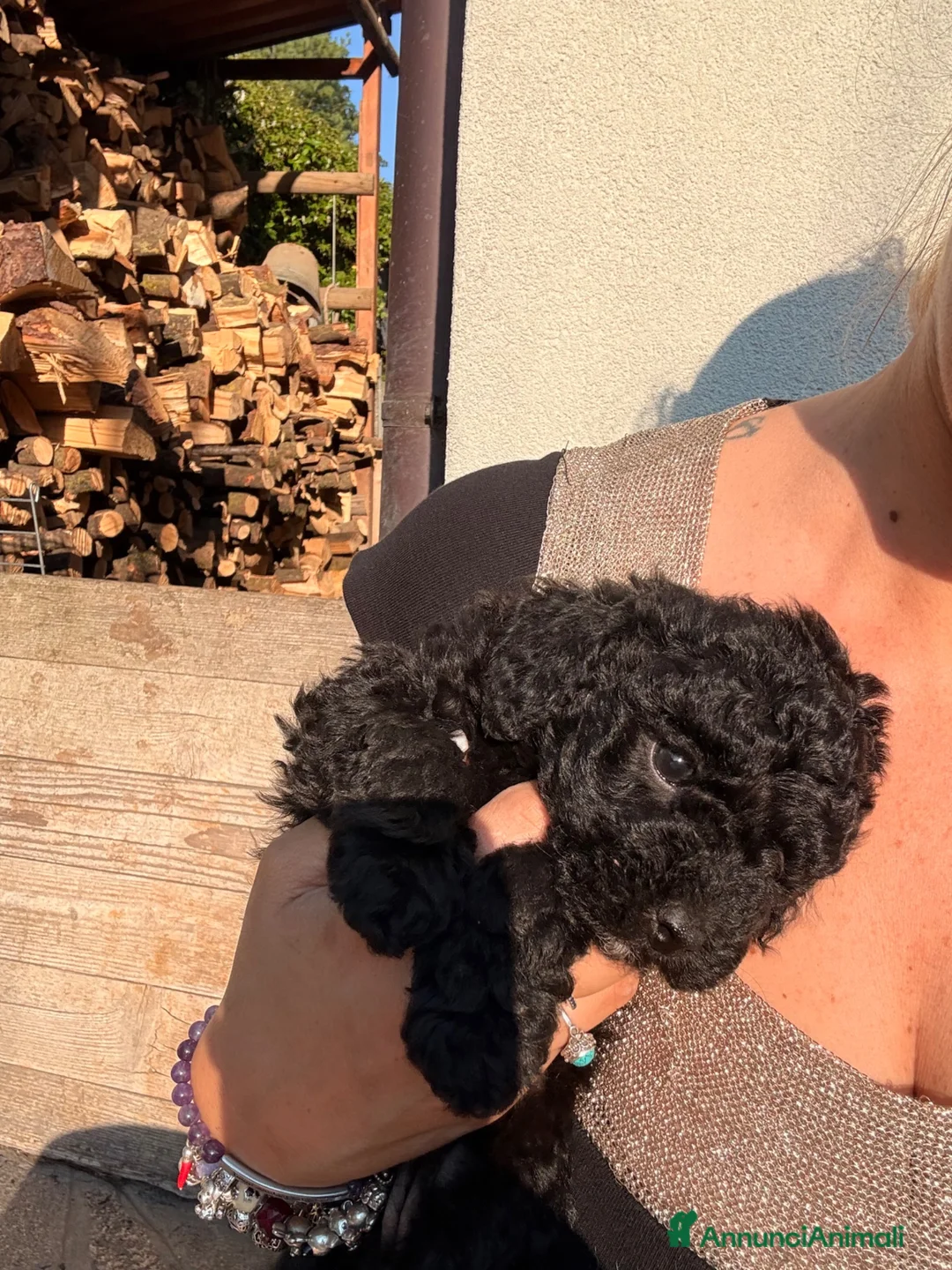 Barboncino cani in vendita: Barboncino nano - Annuncio 9
