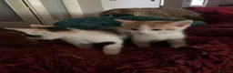 Europeo gatti in regalo: Gattini per adozione  - Annuncio 2