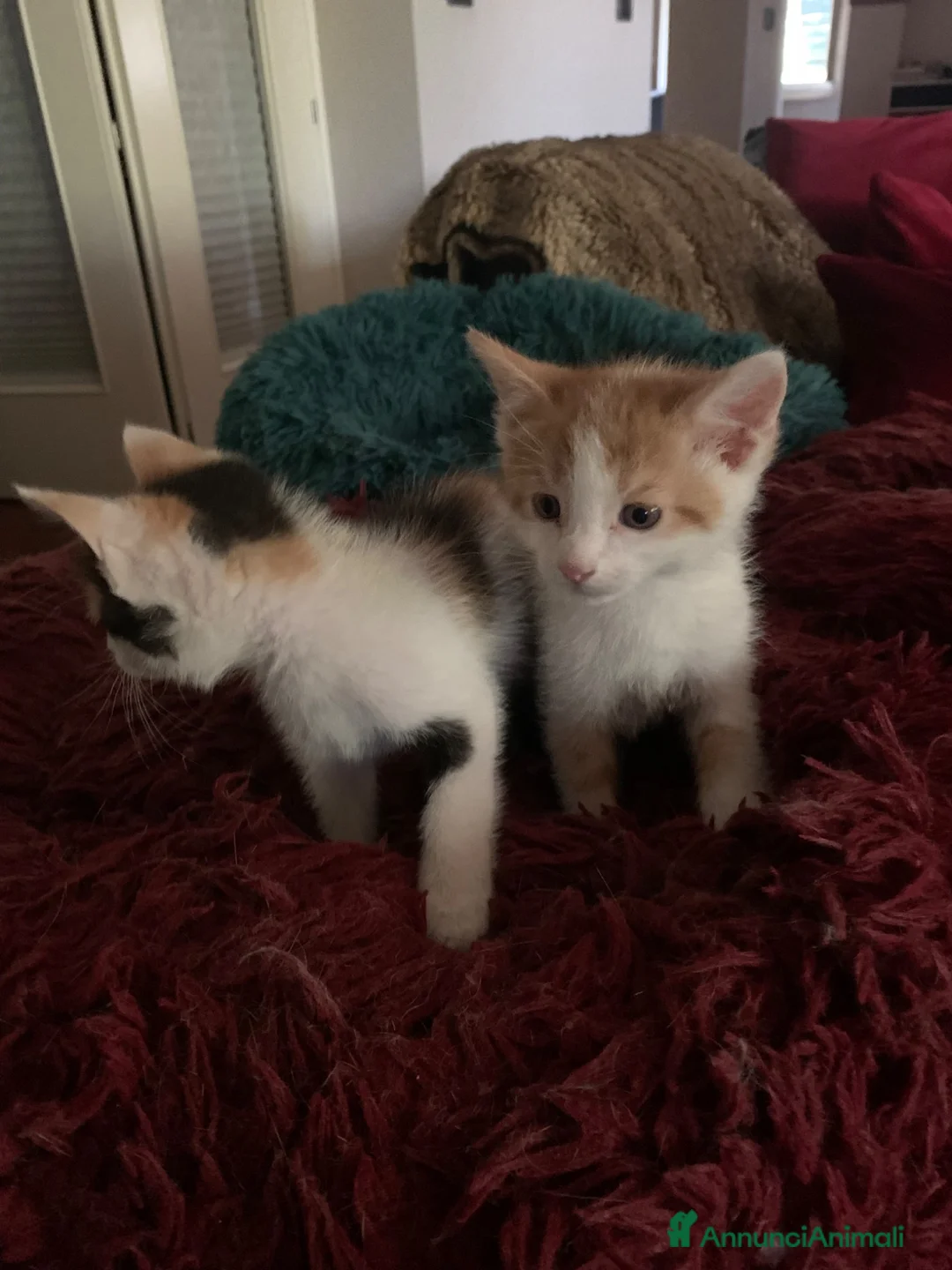 Europeo gatti in regalo: Gattini per adozione  - Annuncio 2
