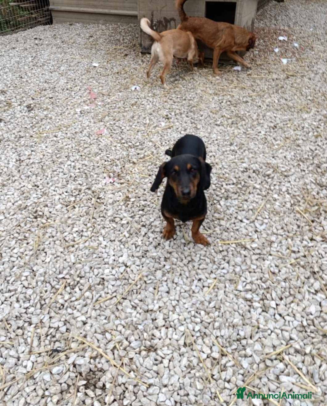 Meticcio cani in regalo: SUSY, nanetta timidina ma dolcissima! Tg PICCOLA. - Annuncio 2