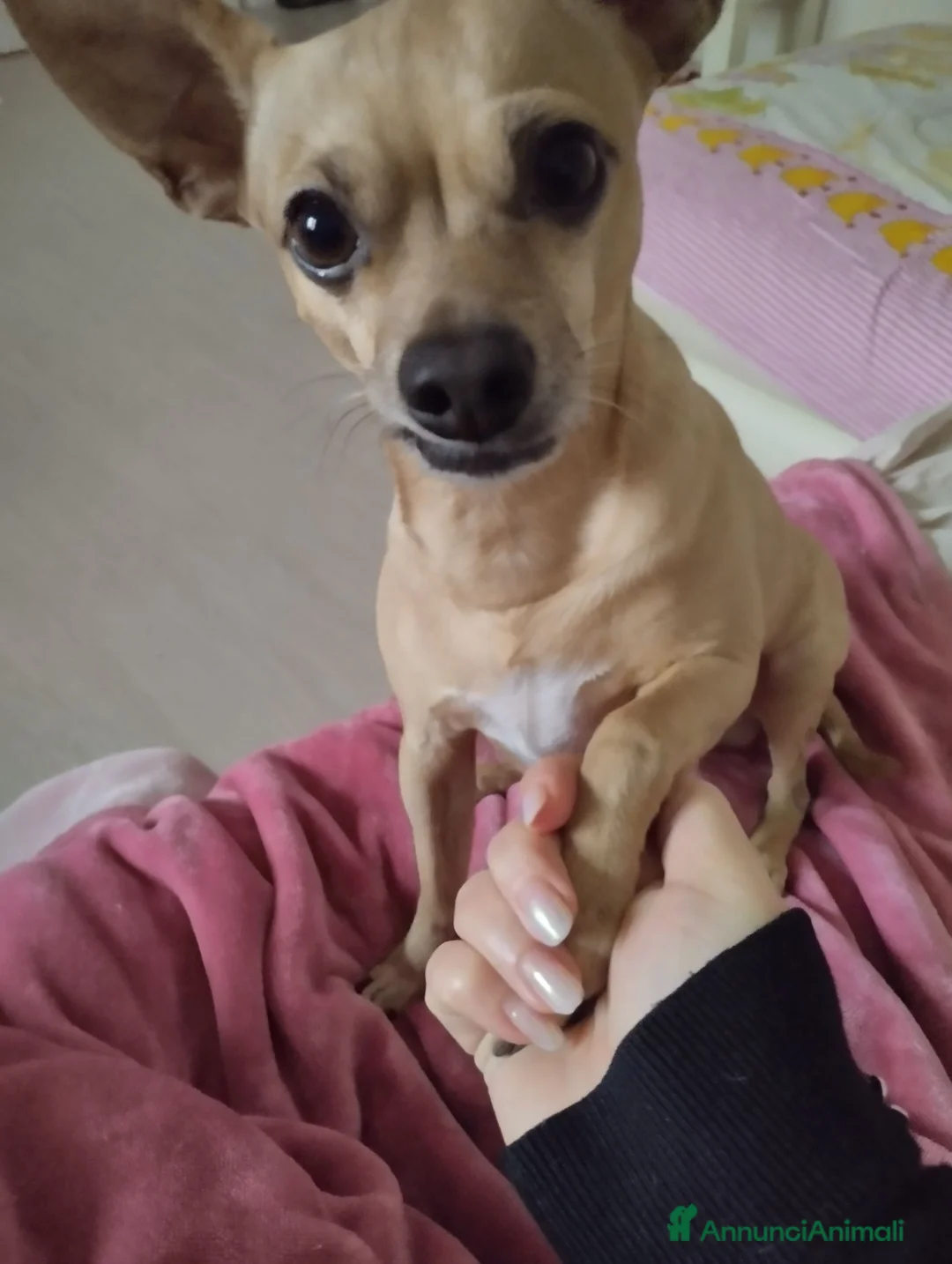 Pinscher Miniatura cani per accoppiamento: Cerco fidanzata per la mia prima volta  - Annuncio 8