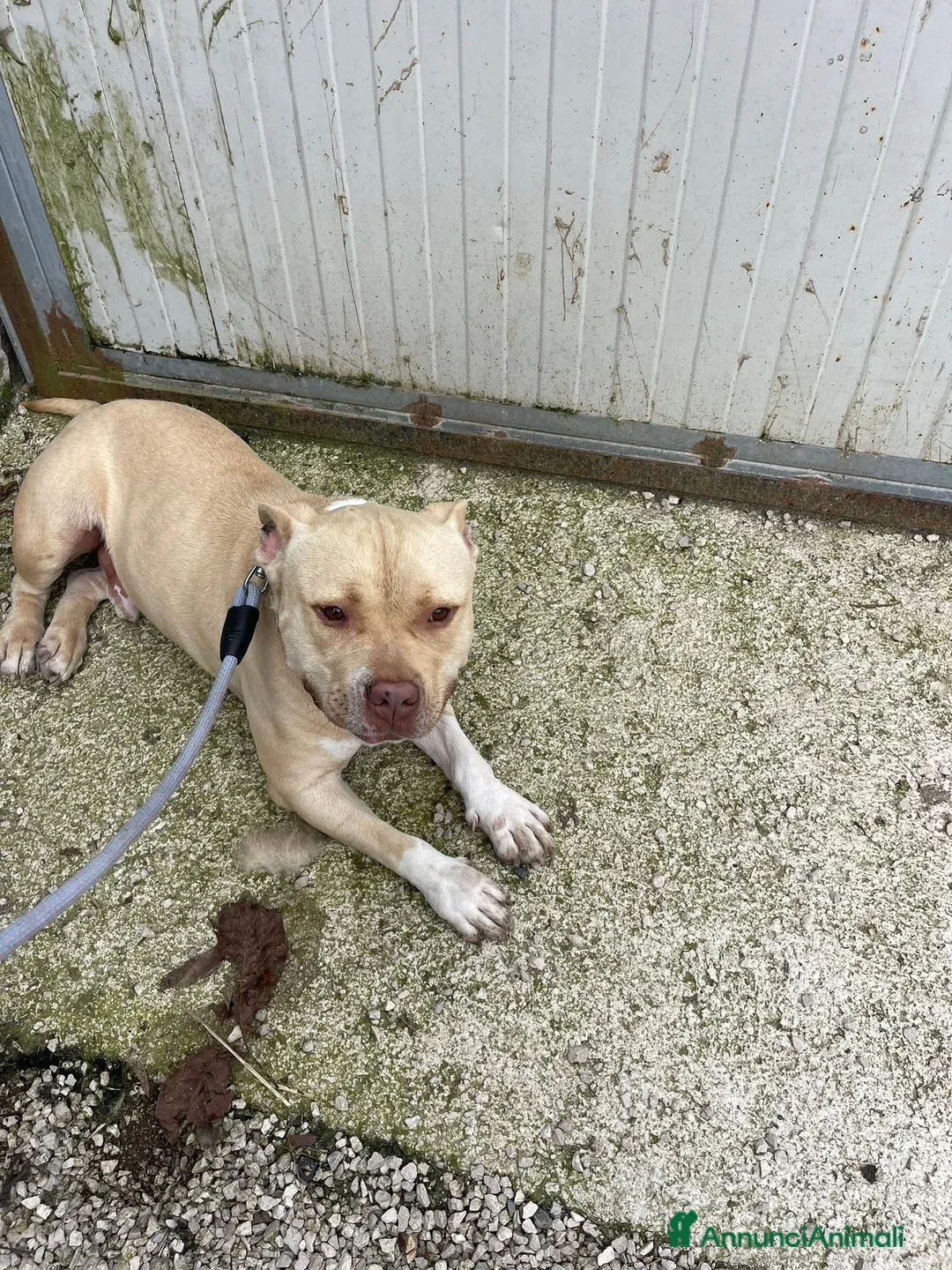 Meticcio cani in regalo: Victor, incrocio pittbull! (5 anni)  - Annuncio 2