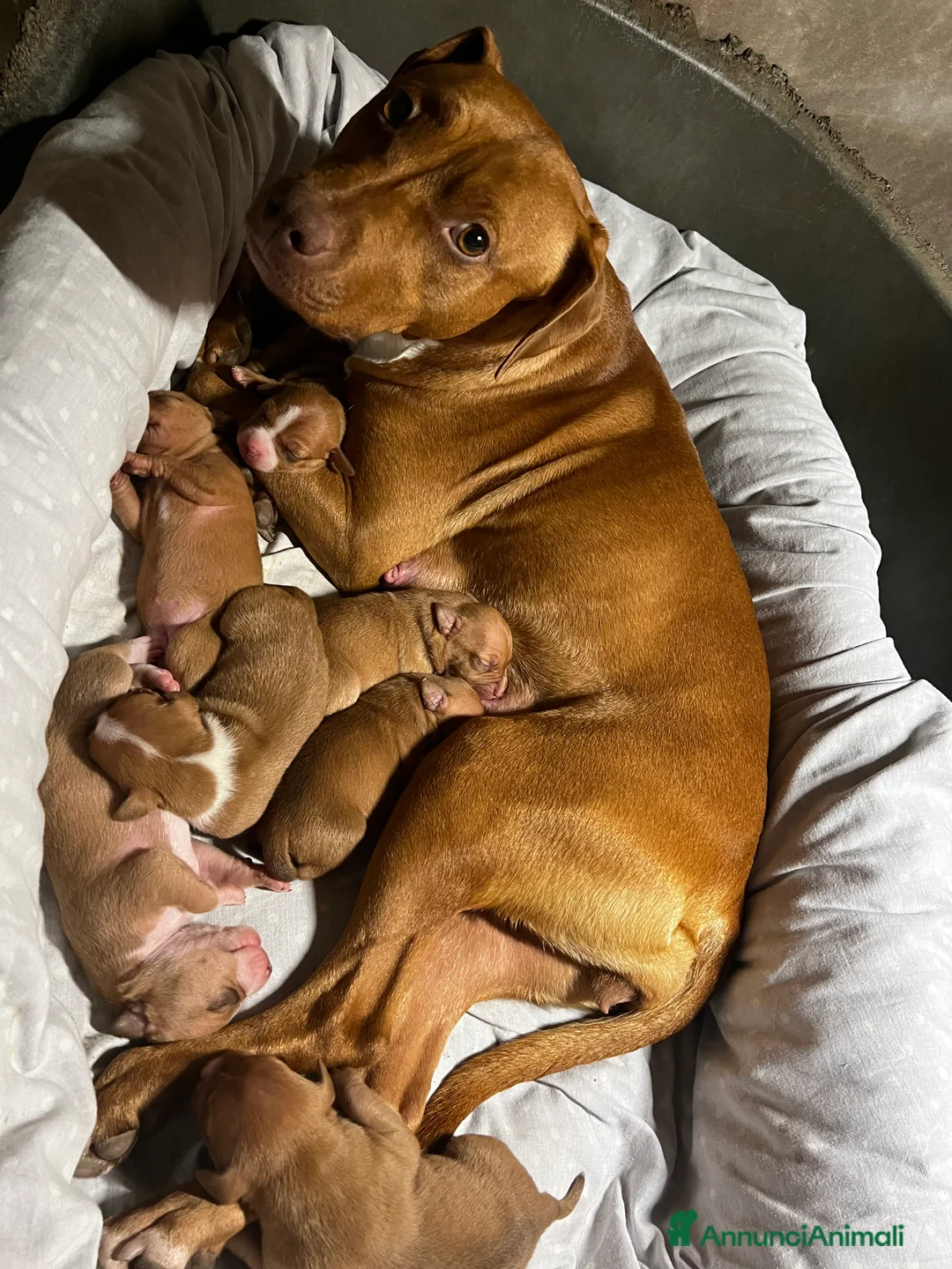 Pitbull cani in vendita: American Pitbull terrier con pedigree - Annuncio 2