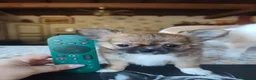 Chihuahua cani in vendita: Splendidi chihuahua fulvi genitori sani e italiani - Annuncio 5