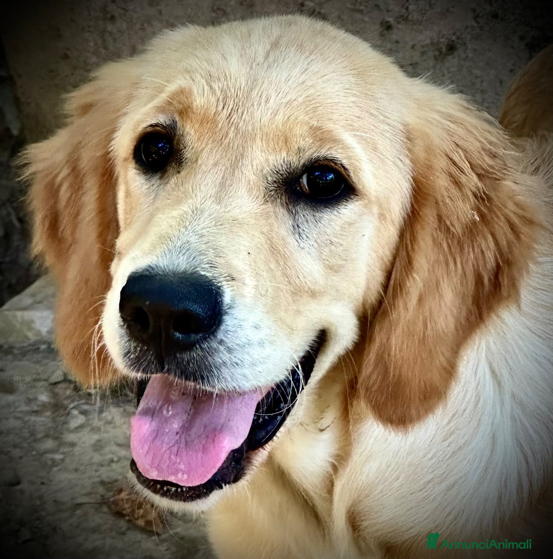 Golden Retriever cani Golden Retriever cuccioli - Annuncio 9