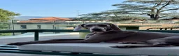 Weimaraner cani in vendita: Cucciolo di Weimaraner - Annuncio 7